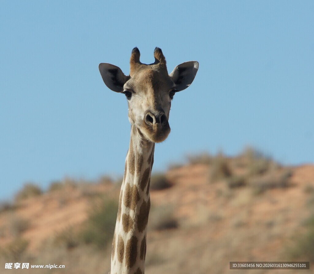 沙漠中的长颈鹿特写
