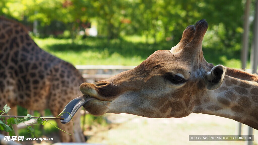 长颈鹿亲昵互动瞬间