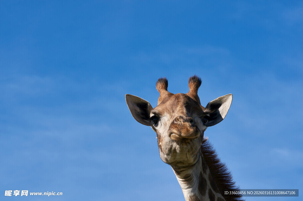 蓝天背景下的长颈鹿头部