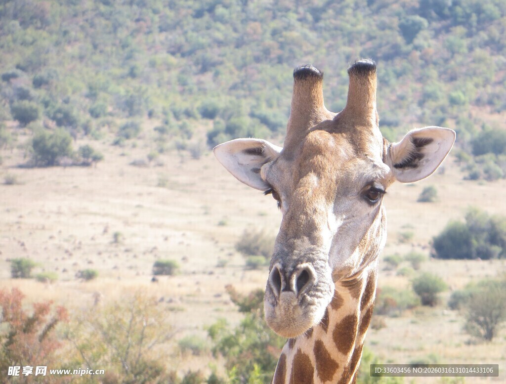 草原上的长颈鹿特写