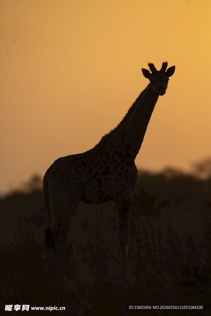 夕阳下的长颈鹿剪影