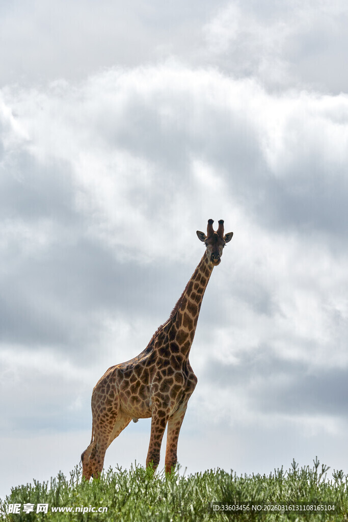 草原上的长颈鹿眺望远方