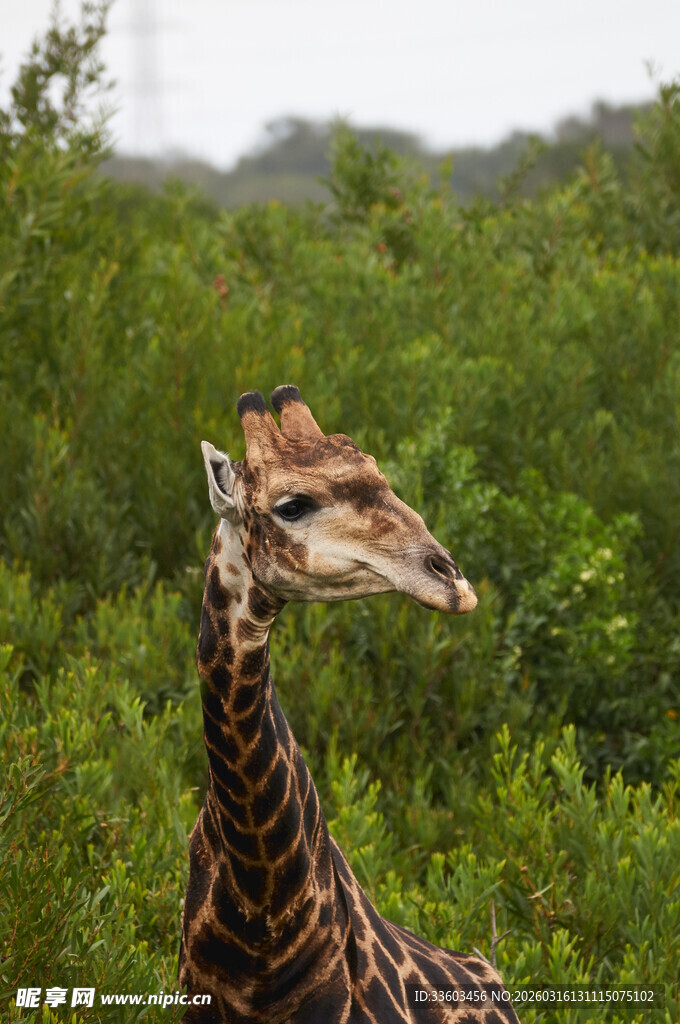 野外长颈鹿的优雅姿态