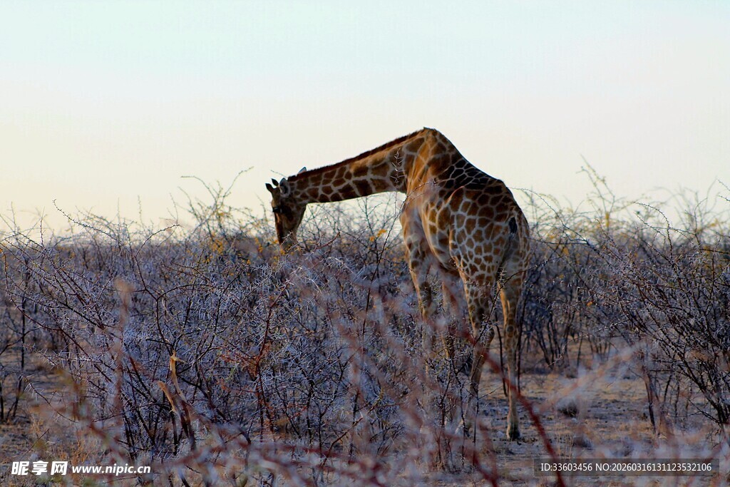 草原上低头进食的长颈鹿
