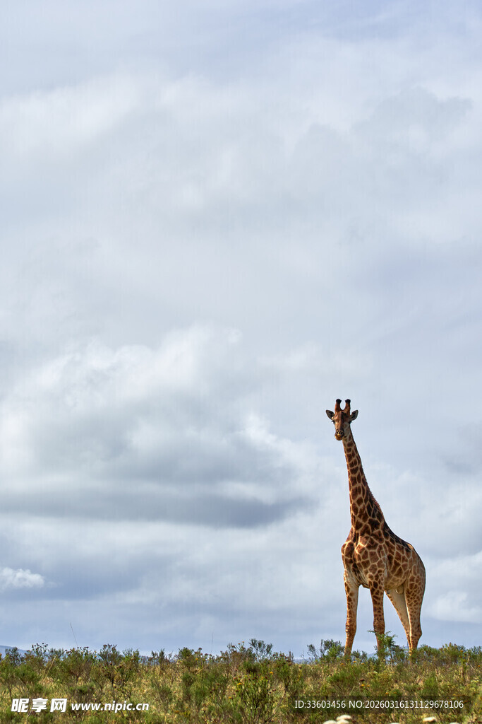 草原上的孤独长颈鹿