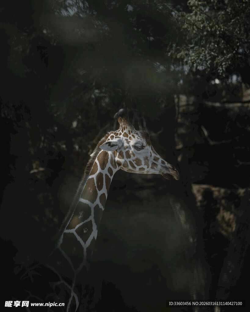 森林中的长颈鹿