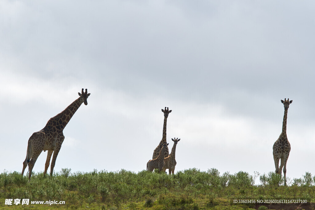 草原上的长颈鹿群
