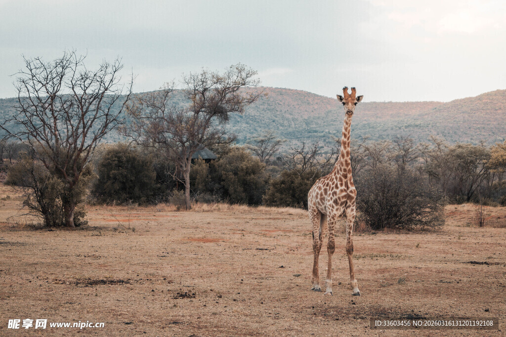 草原上的孤独长颈鹿