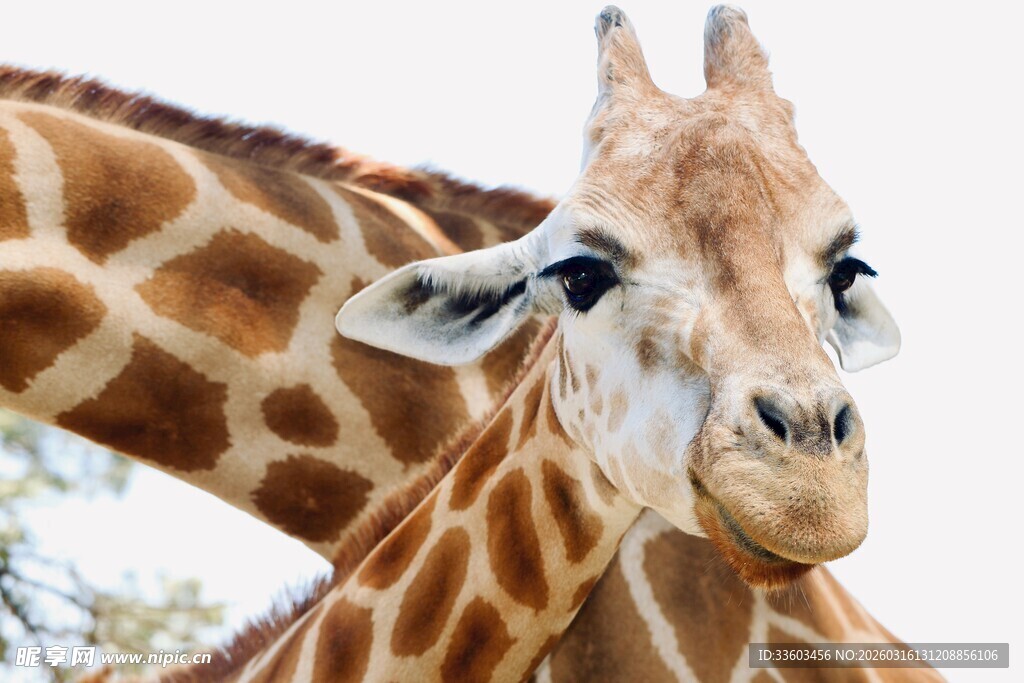 亲密依偎的长颈鹿