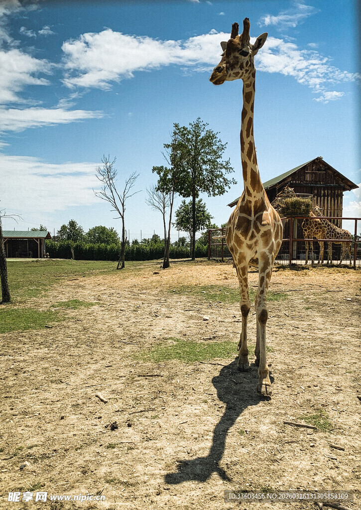 草原上站立的长颈鹿