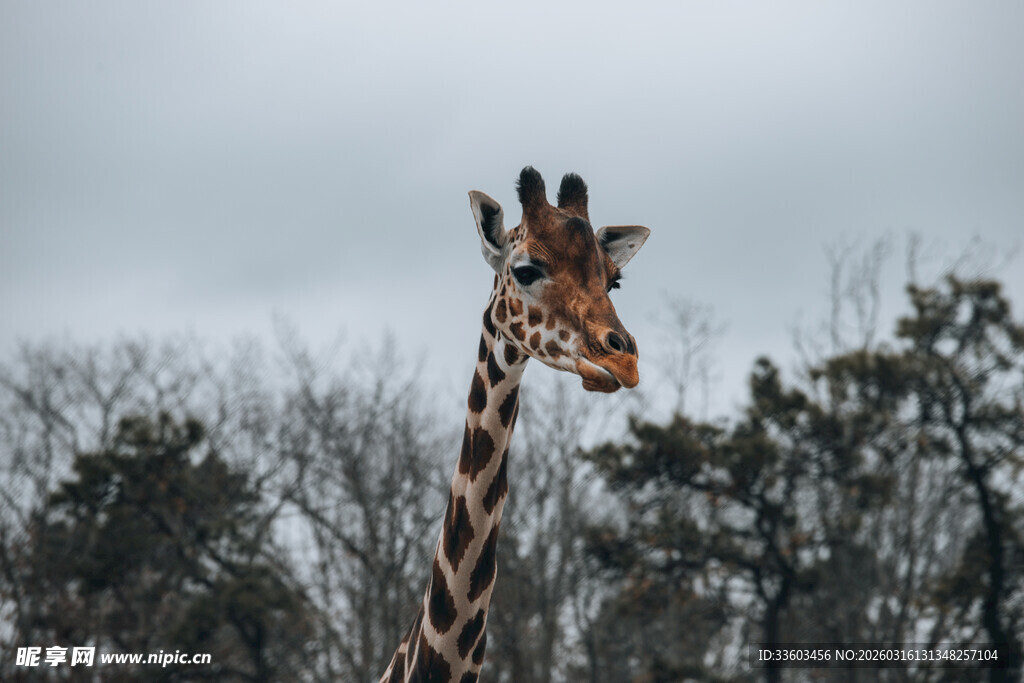 雪地中长颈鹿的特写