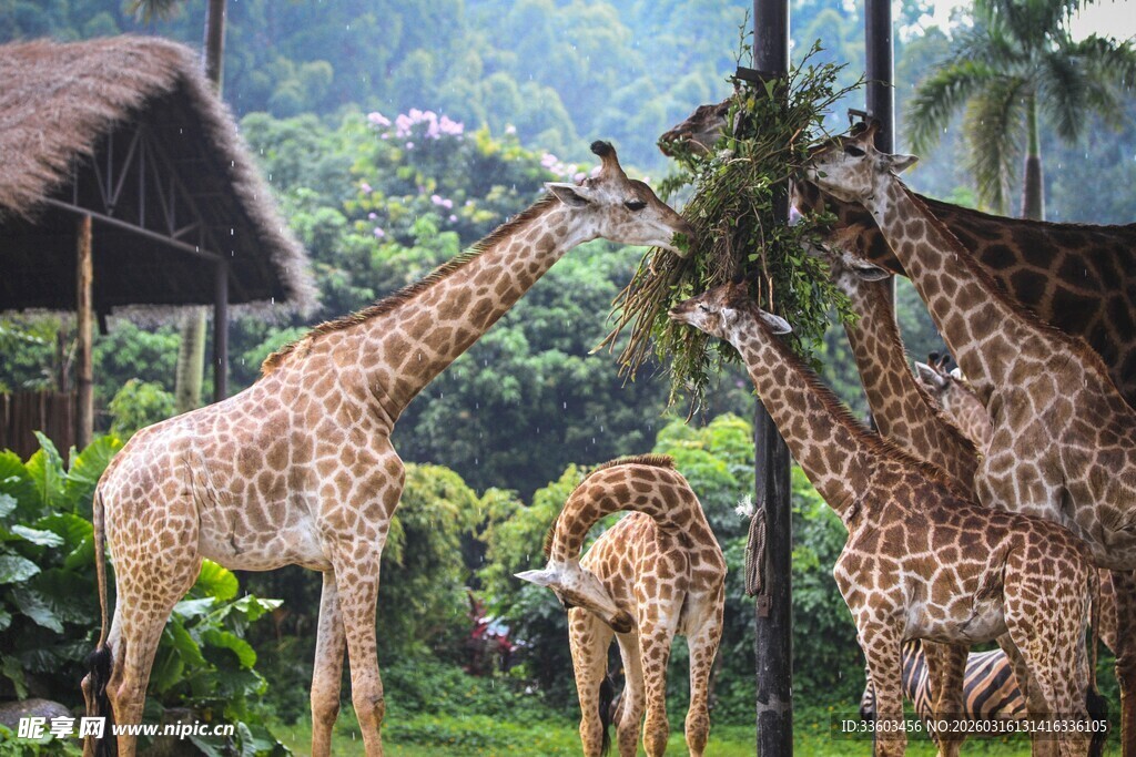 长颈鹿群在户外悠闲进食
