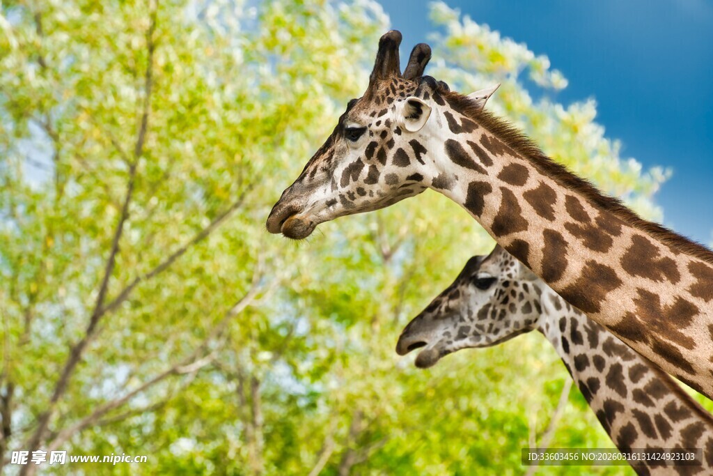 长颈鹿母子于林间的温馨画面
