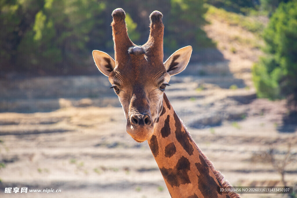 凝视镜头的长颈鹿