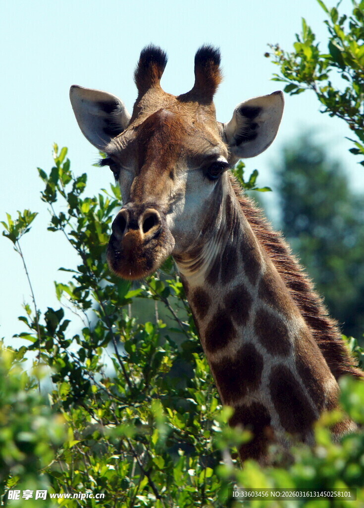 长颈鹿于绿植间悠然进食