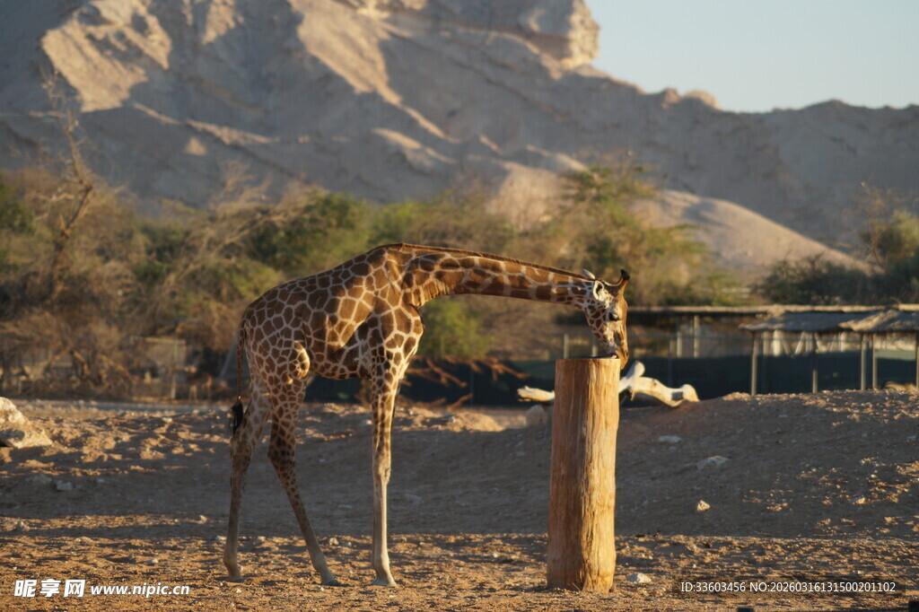 长颈鹿在野外低头饮水