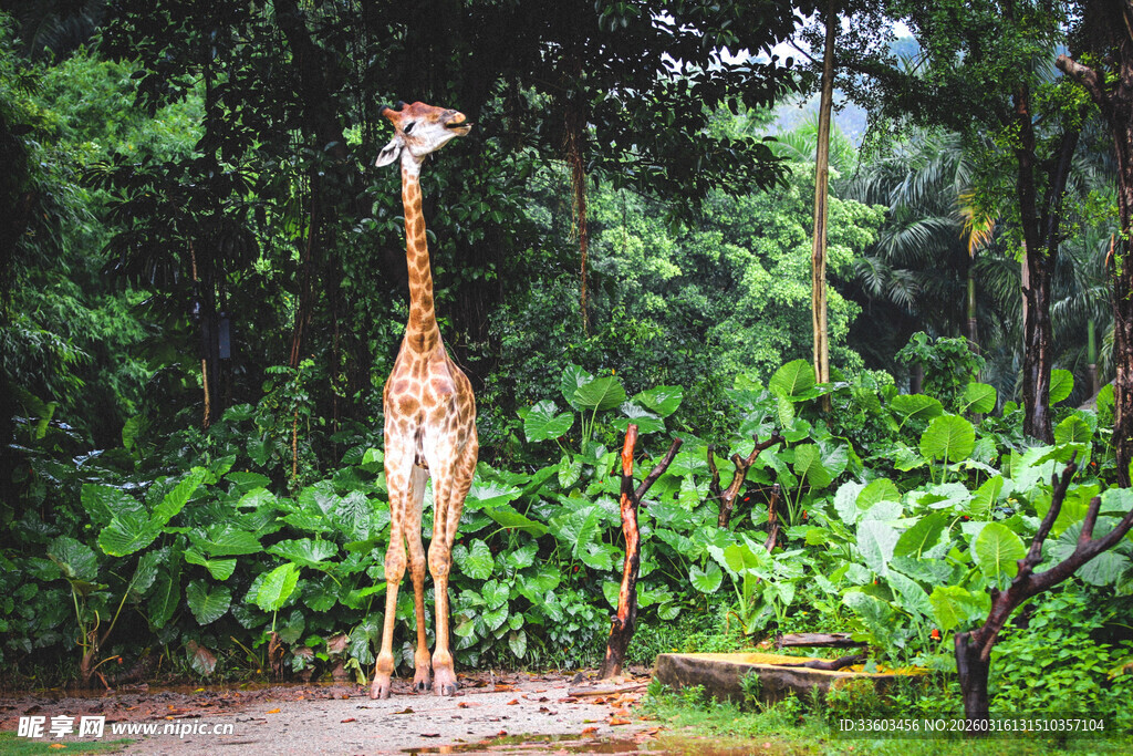 森林中的高个长颈鹿