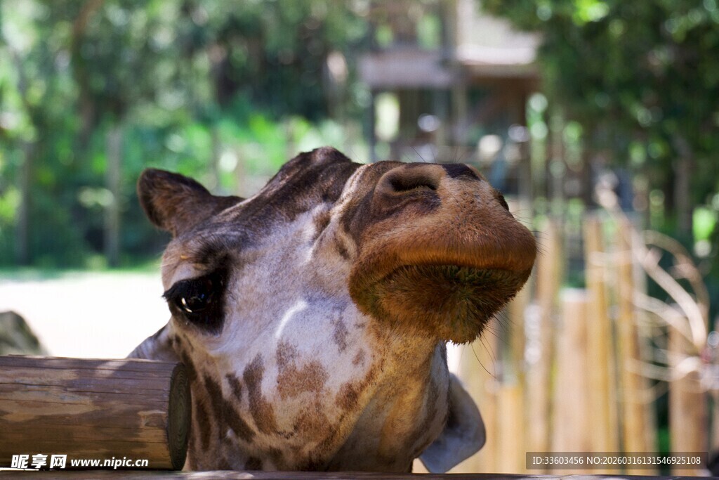 可爱长颈鹿探头张望