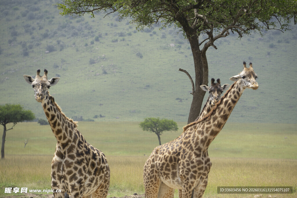 草原上的两只长颈鹿