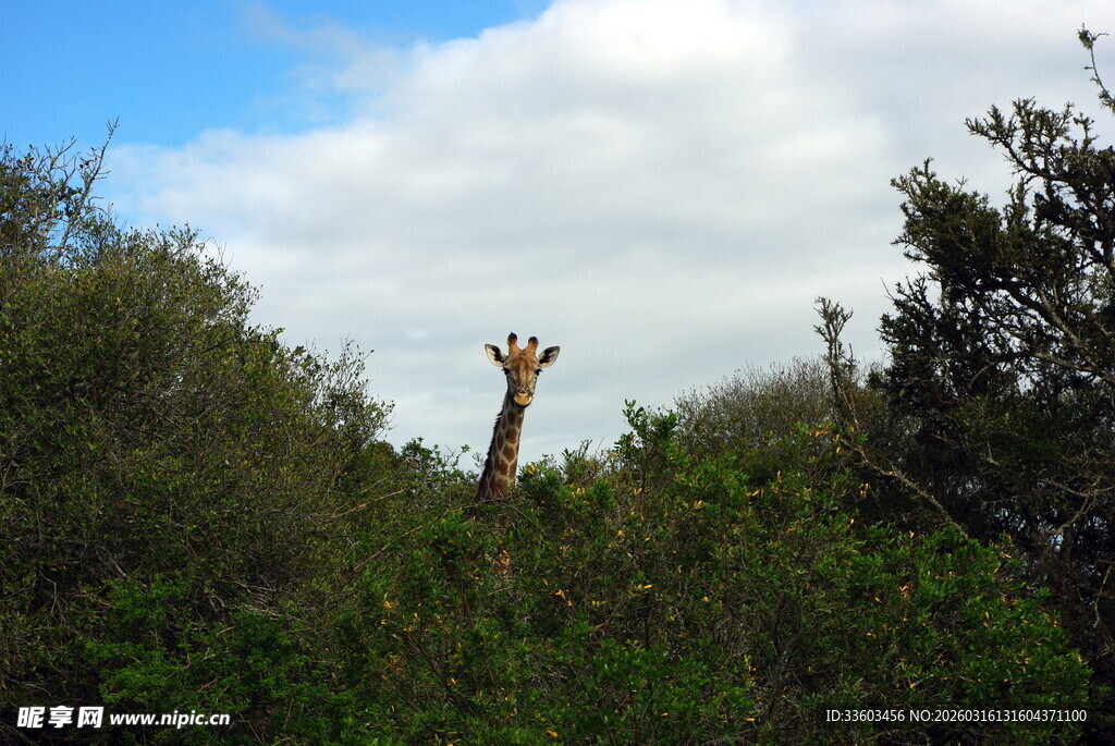 长颈鹿隐于繁茂绿植间