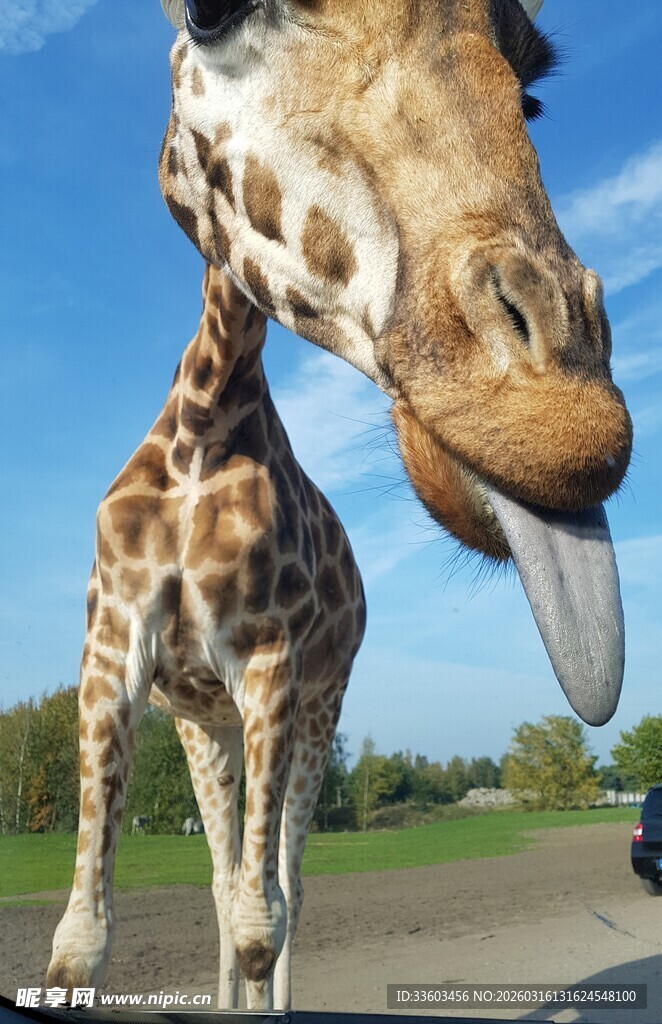 长颈鹿伸舌卖萌