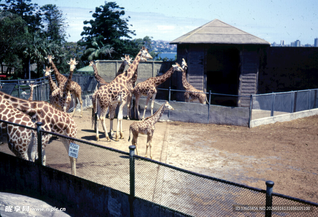 围栏内的一群长颈鹿
