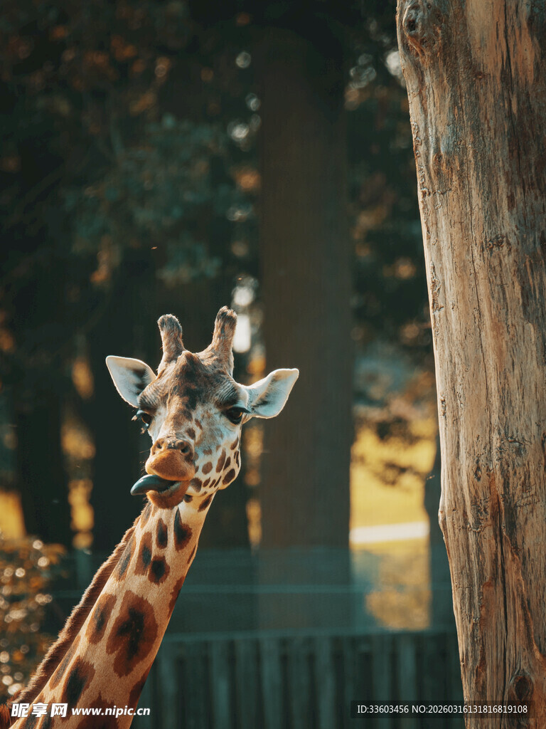 长颈鹿仰头望树