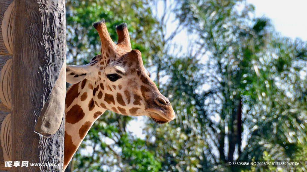 长颈鹿于林间的悠然一刻