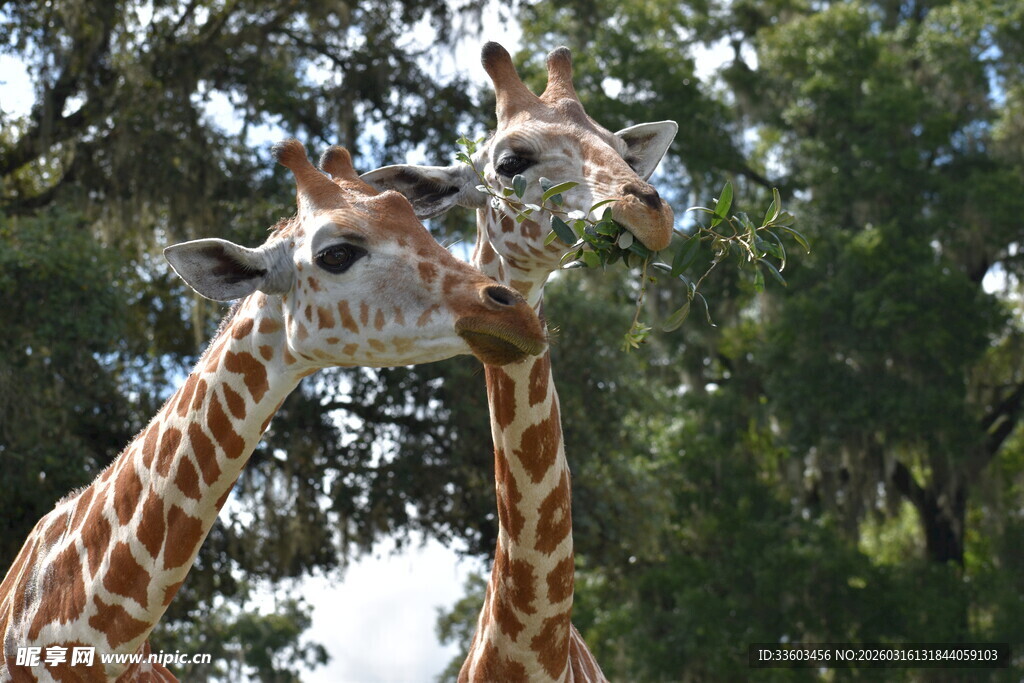 亲昵互动的两只长颈鹿