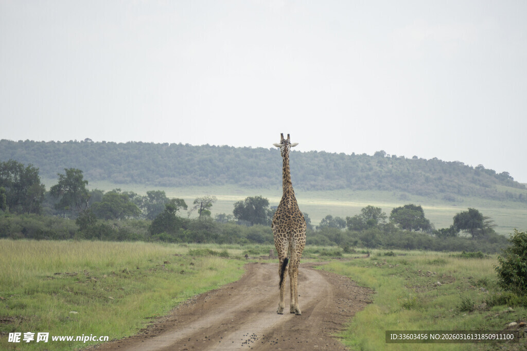 草原上独行的高大长颈鹿