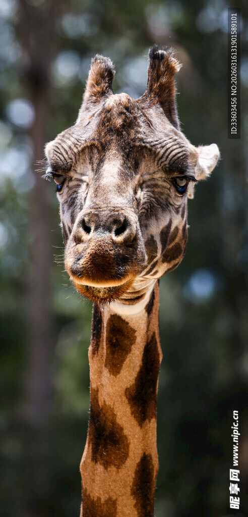 可爱长颈鹿特写