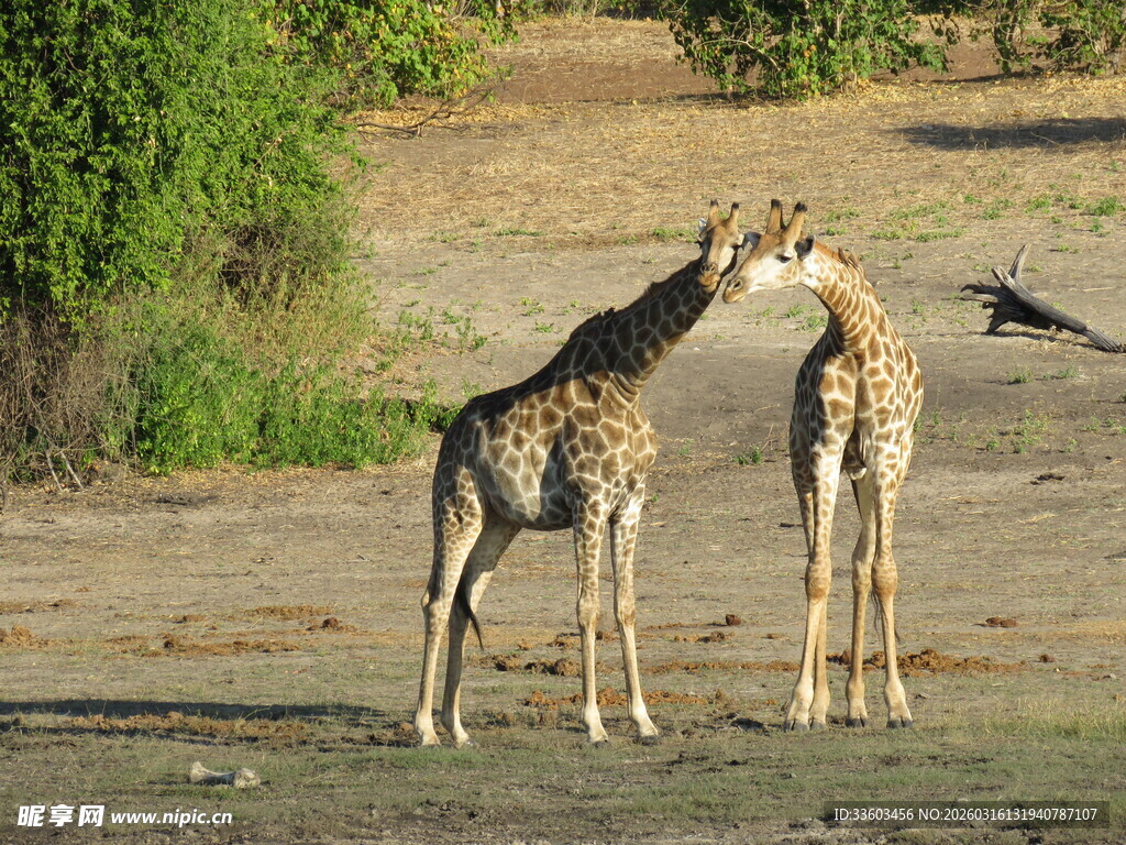 野外亲昵的两只长颈鹿