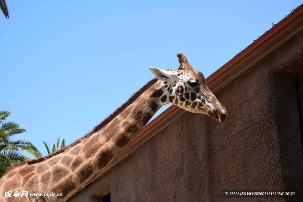 长颈鹿靠墙侧头仰望