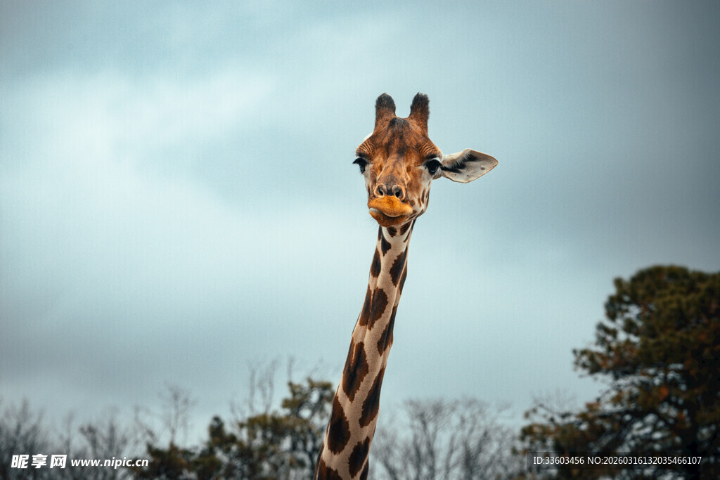 长颈鹿仰头望向上方天空