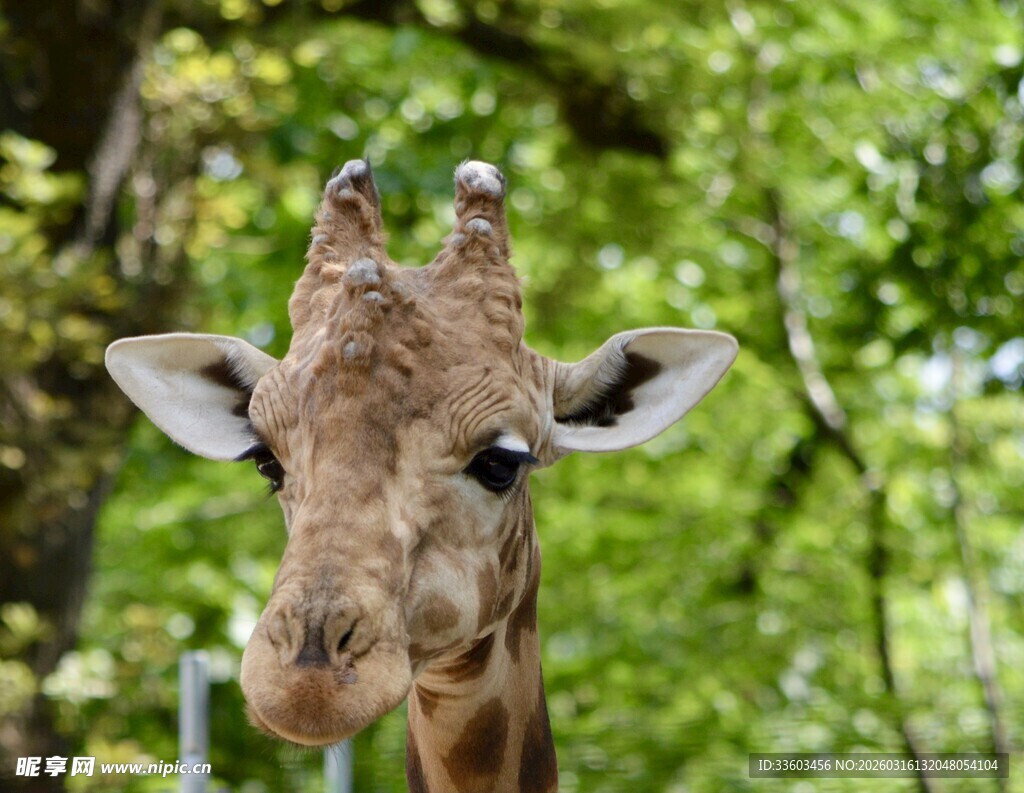 可爱长颈鹿于绿意背景中