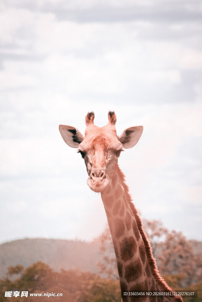 草原上的长颈鹿特写