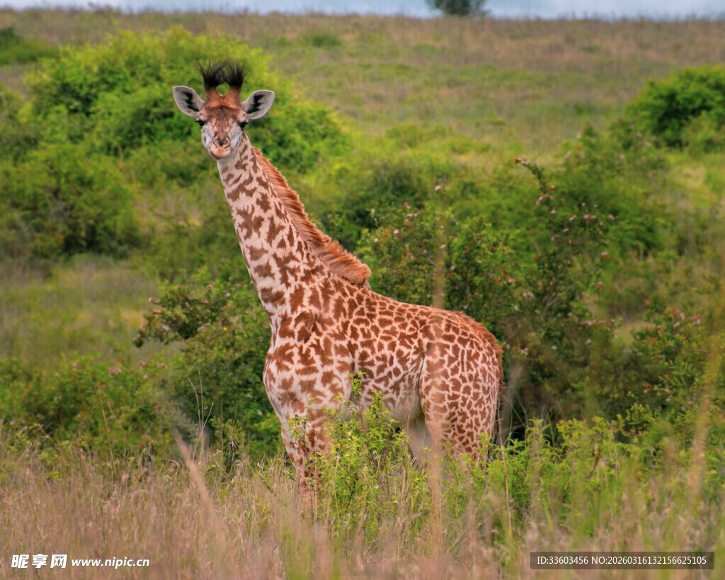 草原上的长颈鹿