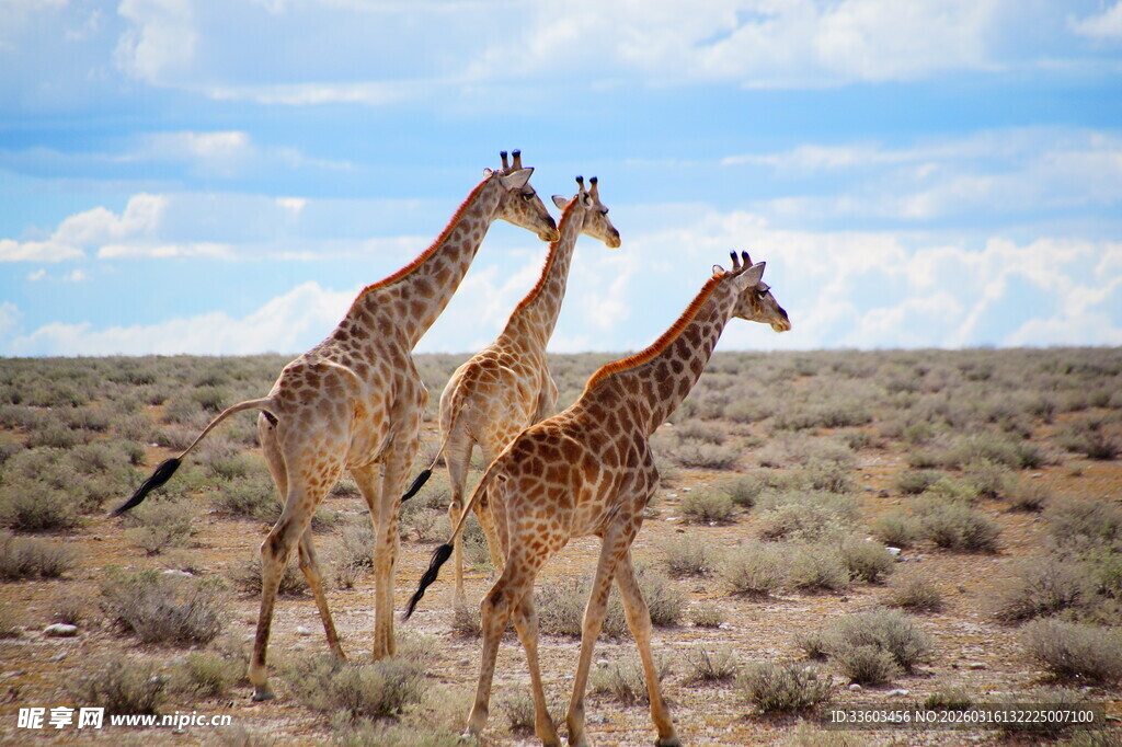 草原上的三只长颈鹿