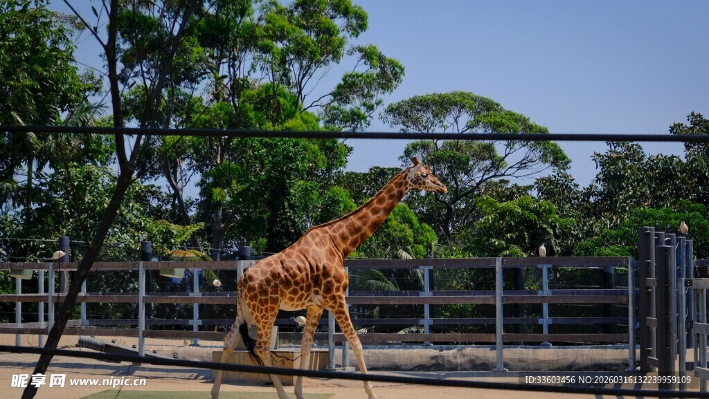 围栏中的长颈鹿