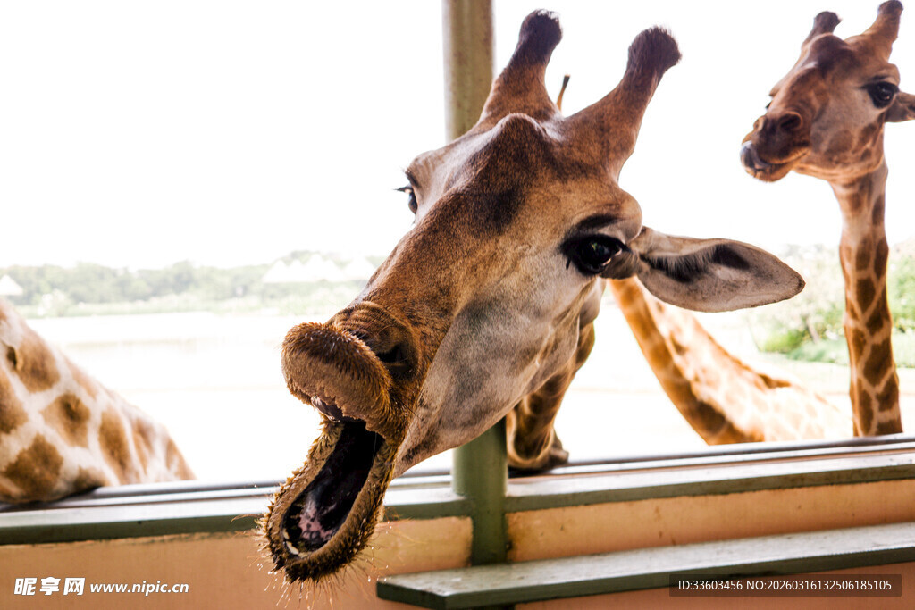张嘴卖萌的可爱长颈鹿