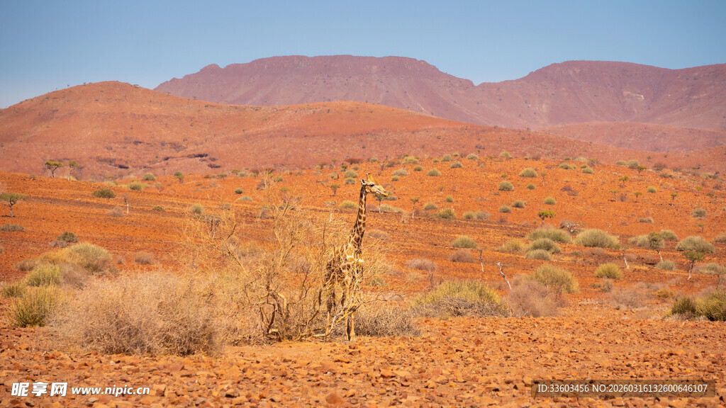 红色荒漠中的孤树