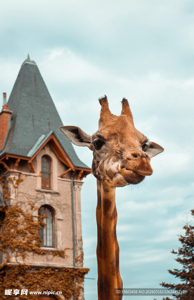 长颈鹿头城堡奇幻景观