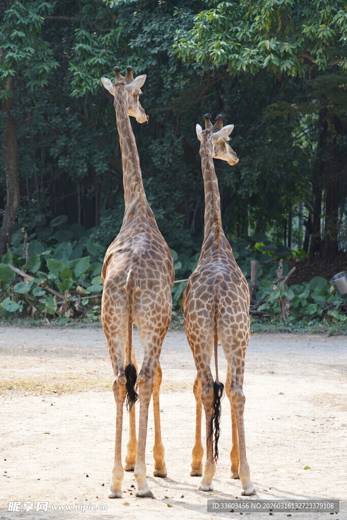 两只长颈鹿并肩站立