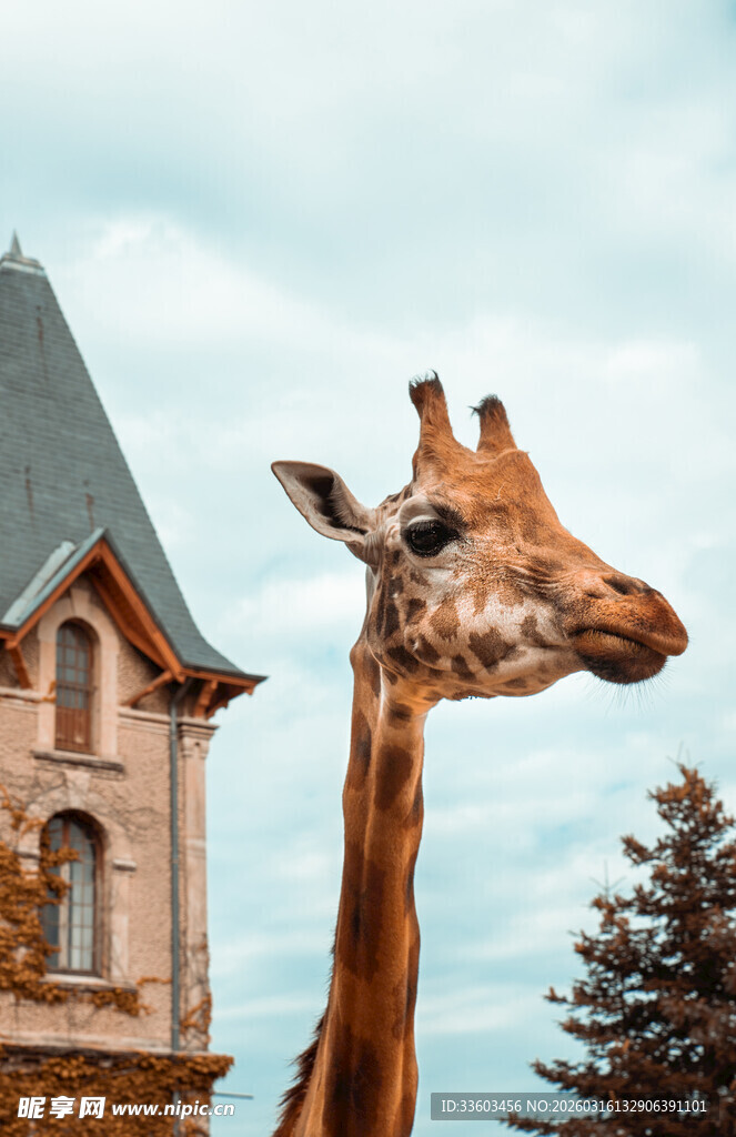 长颈鹿旁的欧式风格建筑