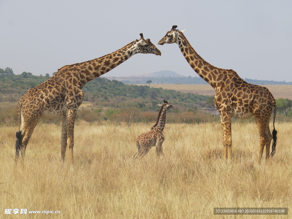 草原上亲昵的长颈鹿一家