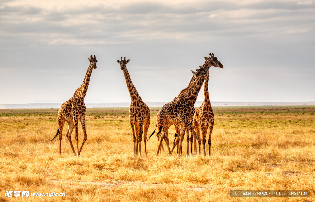 草原上的长颈鹿群