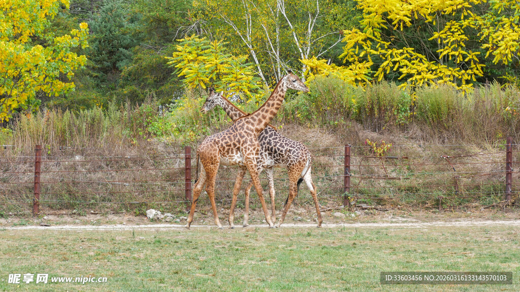 草原上的长颈鹿与羚羊