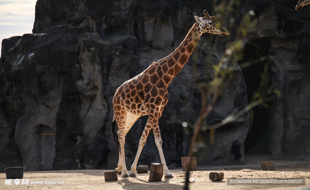 长颈鹿于自然环境中进食