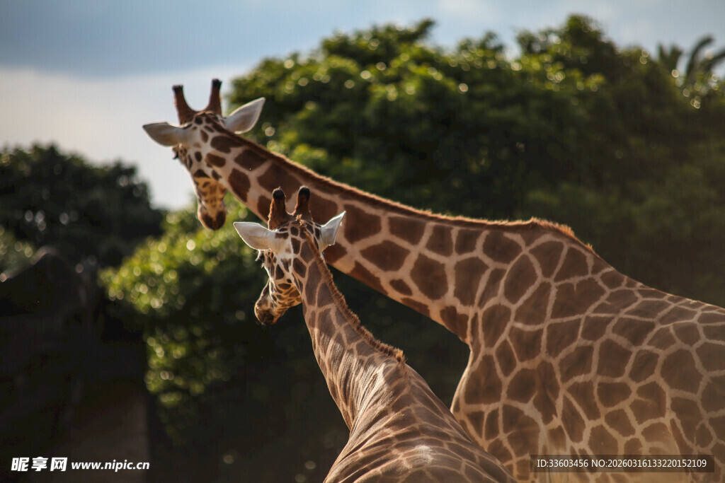 阳光下亲昵的两只长颈鹿