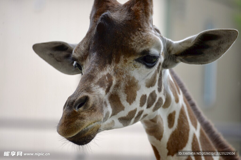 可爱长颈鹿特写